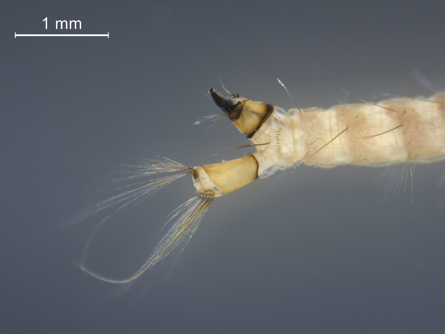 Coquillettidia richiardii